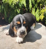 Moose, a male Basset Hound for sale in Waterloo, NY – Photo 5 of 8