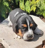 Moose, a male Basset Hound for sale in Waterloo, NY – Photo 4 of 8