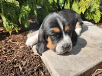 Moose, a male Basset Hound for sale in Waterloo, NY – Photo 8 of 8