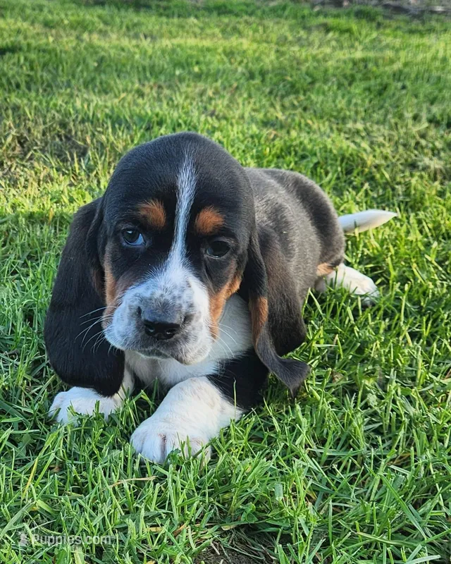 Moose – Basset Hound puppy on hold in Waterloo, NY