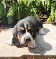 Moose, a male Basset Hound for sale in Waterloo, NY – Photo 2 of 8