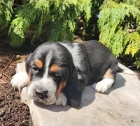 Moose, a male Basset Hound for sale in Waterloo, NY – Photo 6 of 8