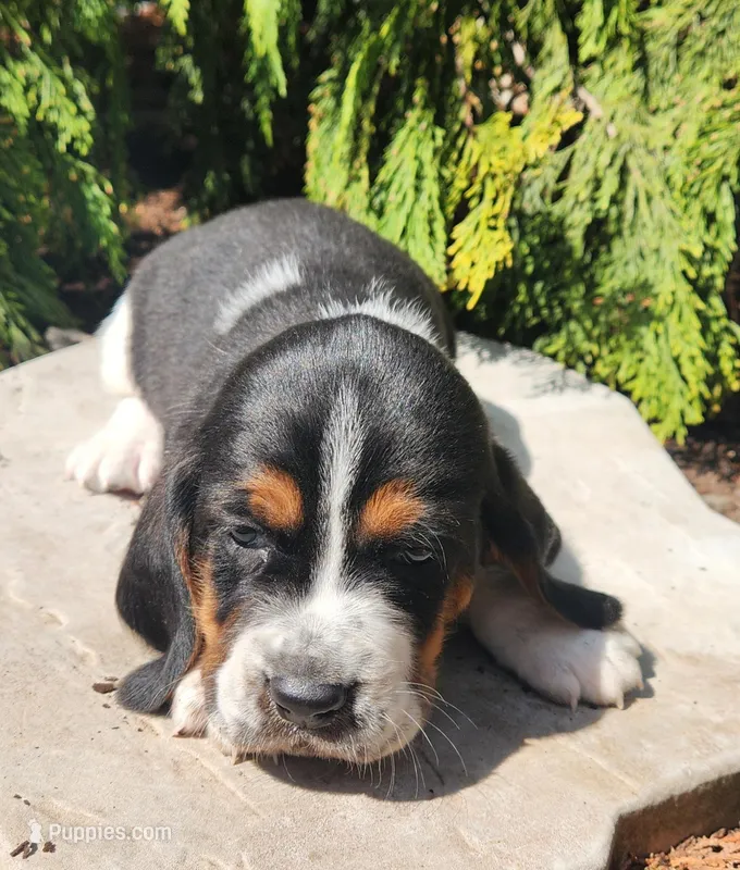 Moose – Basset Hound puppy for sale in Waterloo, NY