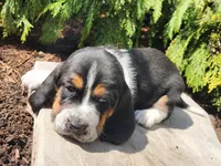 Moose, a male Basset Hound for sale in Waterloo, NY – Photo 7 of 8