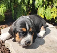 Moose, a male Basset Hound for sale in Waterloo, NY – Photo 3 of 8