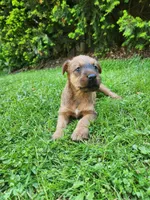 Daisy, a female Irish Terrier for sale in Waterloo, NY – 9 of 9
