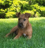 Daisy, a female Irish Terrier for sale in Waterloo, NY – 2 of 3