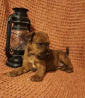 Daisy, a female Irish Terrier for sale in Waterloo, NY – 2 of 8