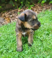 Sky, a male Irish Terrier for sale in Waterloo, NY – 4 of 8