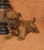 Daisy, a female Irish Terrier for sale in Waterloo, NY – 4 of 8