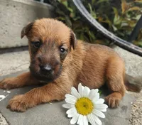 Ruby, a female Irish Terrier for sale in Waterloo, NY – 4 of 9