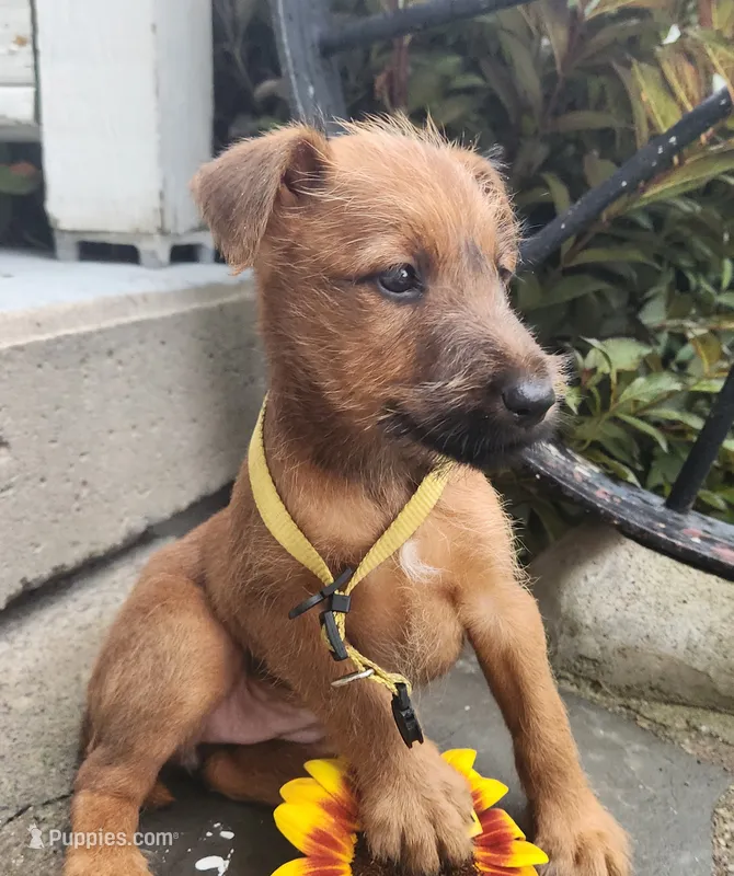 Ruby – Irish Terrier puppy for sale in Waterloo, NY