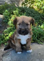 Buddy, a male Tibetan Terrier and Irish Terrier for sale in Waterloo, NY – 5 of 10