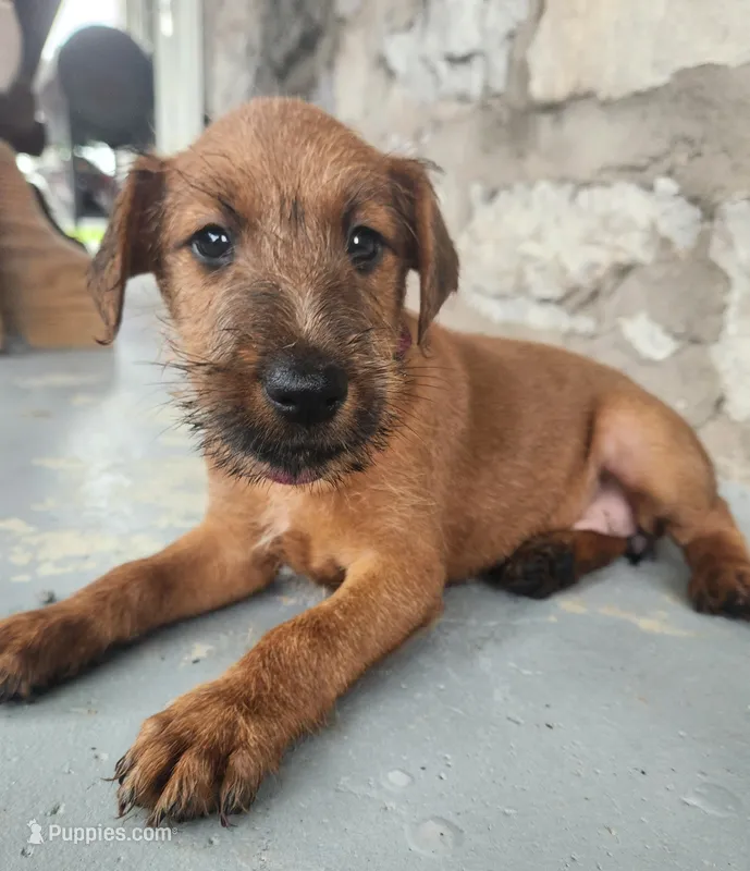 Roxie – Irish Terrier puppy for sale in Waterloo, NY