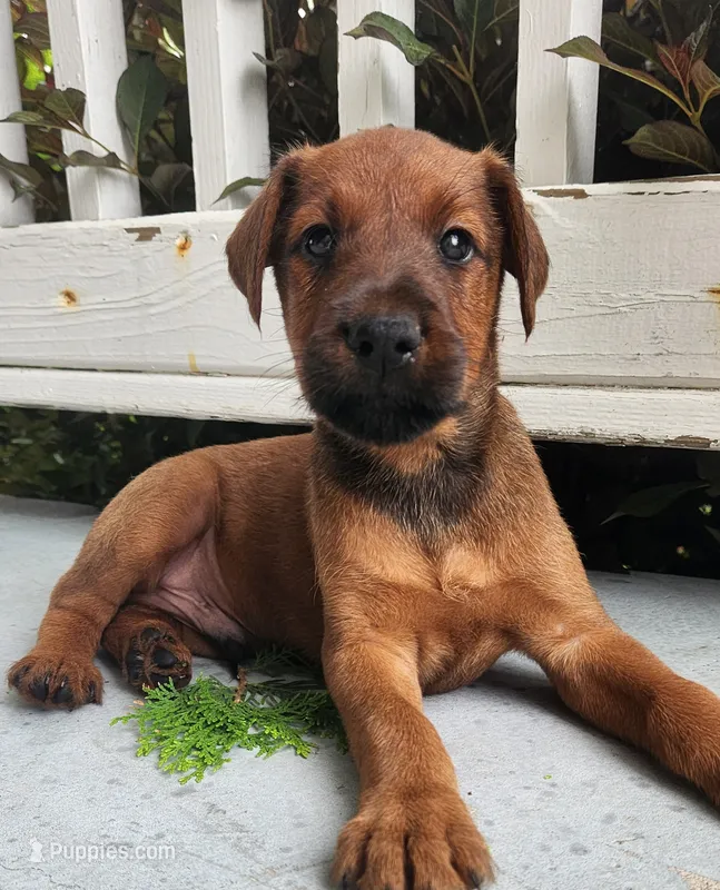 Ringo – Irish Terrier puppy for sale in Waterloo, NY