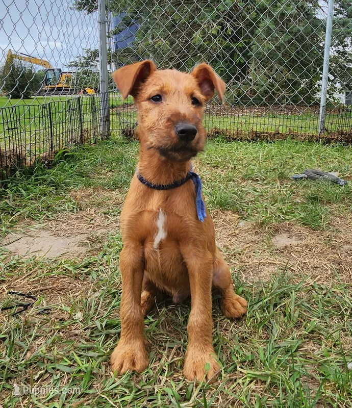 Rocco – Irish Terrier puppy for sale in Waterloo, NY