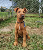 Rocco, a male Irish Terrier for sale in Waterloo, NY – 1 of 1