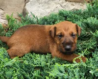 Rocco, a male Irish Terrier for sale in Waterloo, NY – 3 of 4