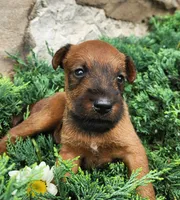 Roxie, a female Irish Terrier for sale in Waterloo, NY – 2 of 4