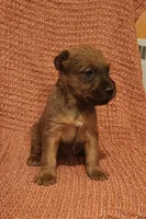Brook, a female Irish Terrier for sale in Waterloo, NY – 2 of 8