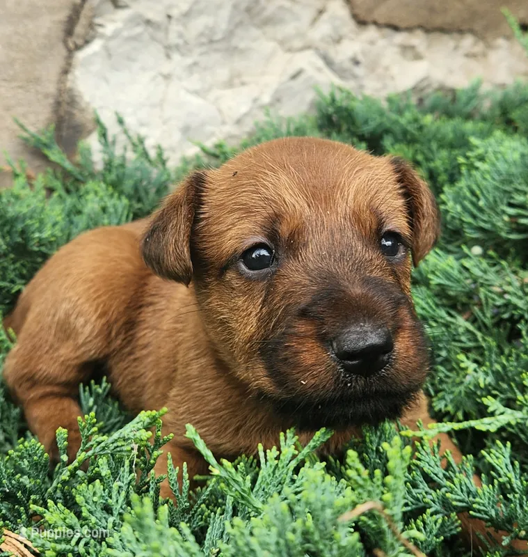 Ringo – Irish Terrier puppy for sale in Waterloo, NY