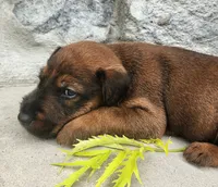 Roo, a male Irish Terrier for sale in Waterloo, NY – 2 of 5