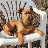 Hope, a female Irish Terrier for sale in Waterloo, NY – Photo 2 of 5