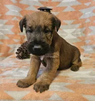 processed/c885e57f-ad13-4a58-b4ec-b978b00c7537/listing/4b901314-6dbd-4a6b-9d8c-6858f2812a8d/ab6f6d13-08b9-4e02-aa3a-4dba64ca912e