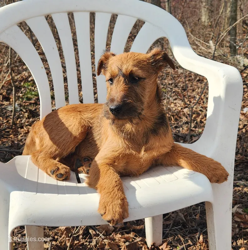 Hope – Irish Terrier puppy for sale in Waterloo, NY