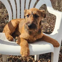 Hope, a female Irish Terrier for sale in Waterloo, NY – Photo 4 of 5