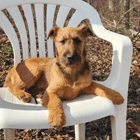 Hope, a female Irish Terrier for sale in Waterloo, NY – Photo 3 of 5