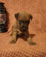 Brook, a female Irish Terrier for sale in Waterloo, NY – 8 of 8