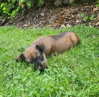 Leaf, a male Irish Terrier for sale in Waterloo, NY – 6 of 6
