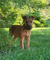 Daisy, a female Irish Terrier for sale in Waterloo, NY – 3 of 3
