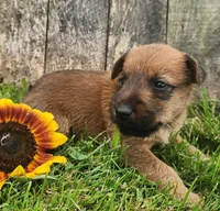 Ruby, a female Irish Terrier for sale in Waterloo, NY – 7 of 9