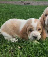 Otis, a male Basset Hound for sale in Waterloo, NY – Photo 3 of 6
