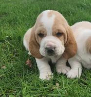 Otis, a male Basset Hound for sale in Waterloo, NY – Photo 5 of 6