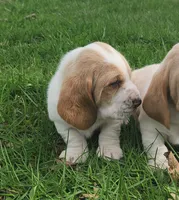 Otis, a male Basset Hound for sale in Waterloo, NY – Photo 4 of 6