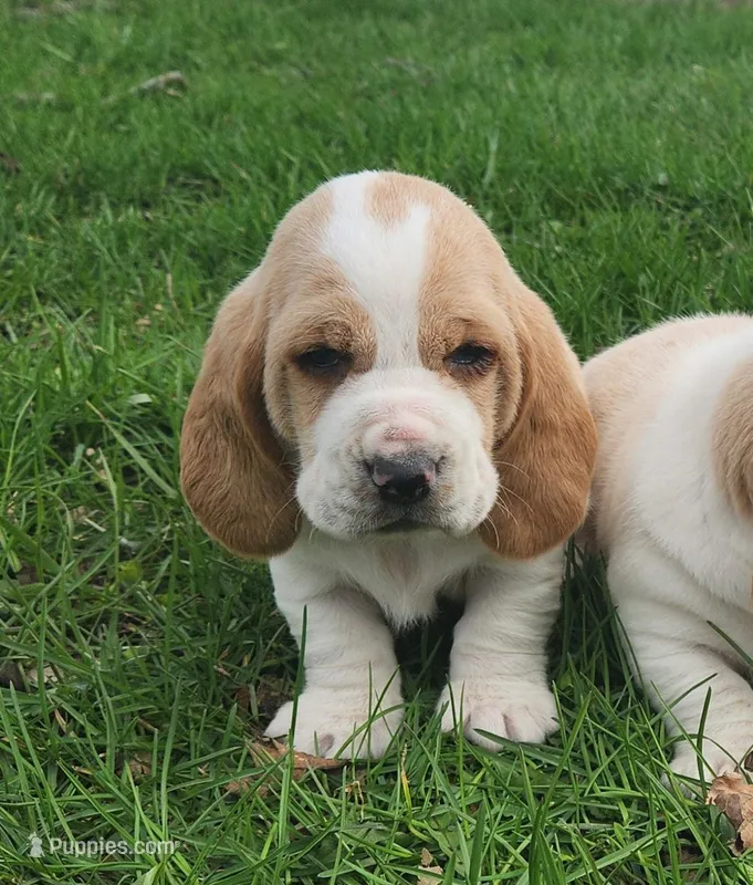 Otis – Basset Hound puppy for sale in Waterloo, NY