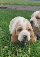 Otis, a male Basset Hound for sale in Waterloo, NY – Photo 2 of 6