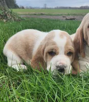 Otis, a male Basset Hound for sale in Waterloo, NY – Photo 6 of 6