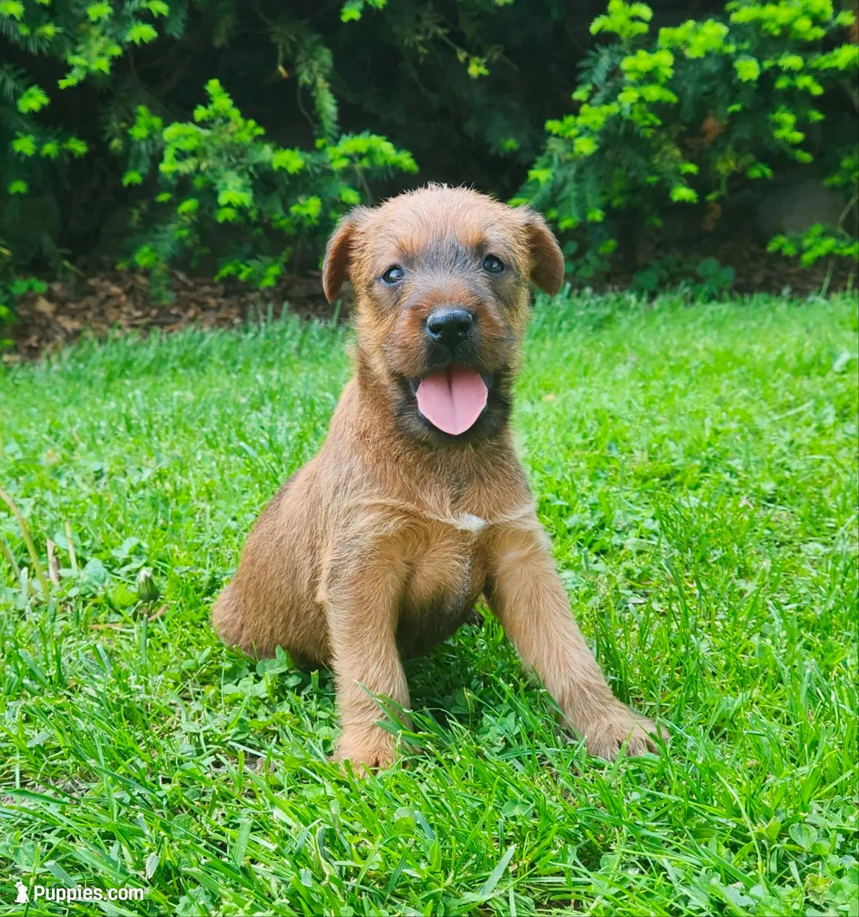 Daisy, a female Irish Terrier for sale in Waterloo, NY – 6 of 9