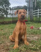 Rex, a male Irish Terrier for sale in Waterloo, NY – 3 of 5
