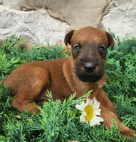 Roxie, a female Irish Terrier for sale in Waterloo, NY – 3 of 4