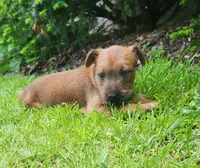 Brook, a female Irish Terrier for sale in Waterloo, NY – 3 of 5