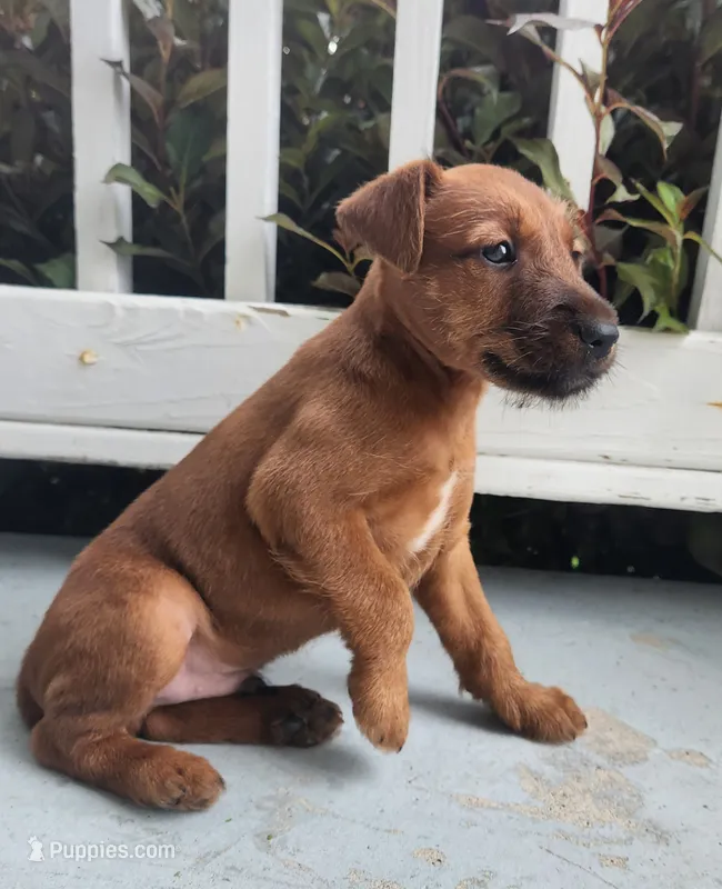 Rocco – Irish Terrier puppy for sale in Waterloo, NY