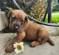 Rex, a male Irish Terrier for sale in Waterloo, NY – 3 of 6