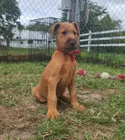 Rex, a male Irish Terrier for sale in Waterloo, NY – 5 of 5