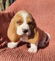 Jay, a male Basset Hound for sale in Waterloo, NY – Photo 4 of 5