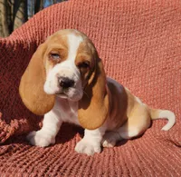 Jay, a male Basset Hound for sale in Waterloo, NY – Photo 5 of 5